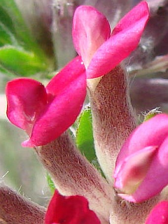Anthyllis vulneraria subsp. praepropera