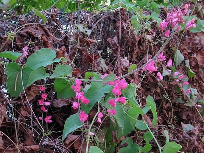 Antigonon leptopus