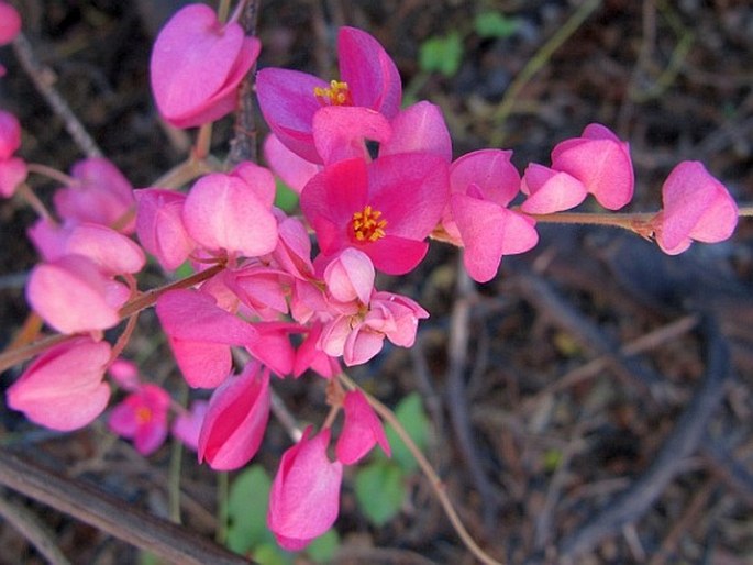 Antigonon leptopus