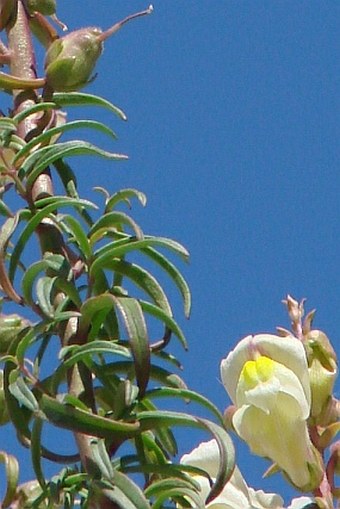 Antirrhinum siculum