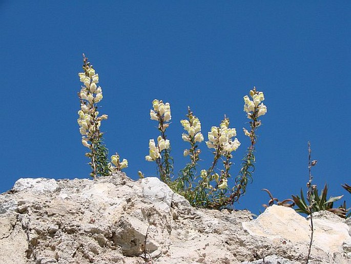 Antirrhinum siculum