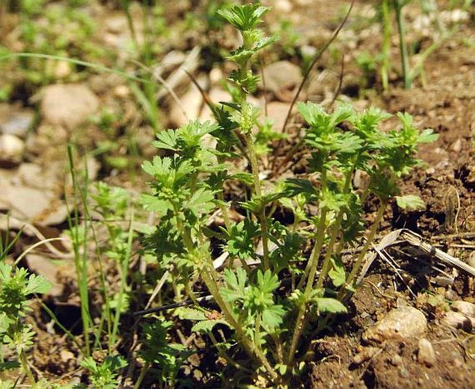 APHANES AUSTRALIS Rydb. – nepatrnec pískomilný / drobnobyľ drobnoplodá