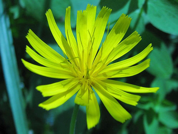 APOSERIS FOETIDA (L.) Lessing – razilka smrdutá / razivka smradľavá