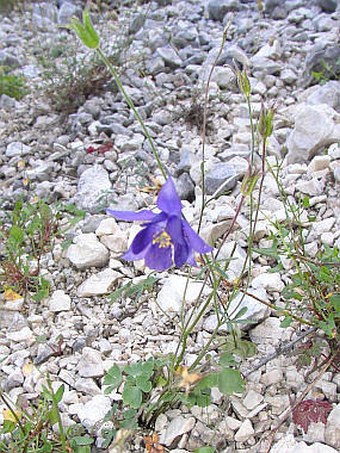 Aquilegia einseleana