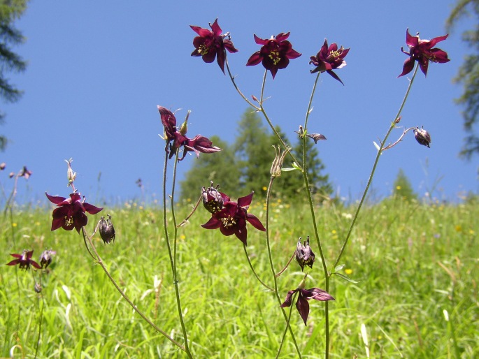 Aquilegia atrata