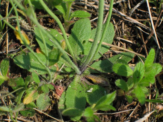 Arabidopsis thaliana