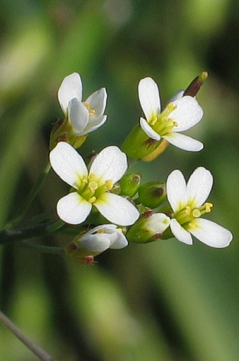 Arabidopsis thaliana