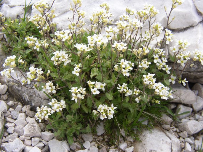 ARABIS ALPINA L. – huseník alpský / arábka alpínska