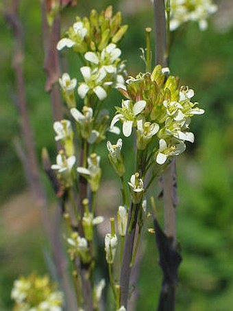 Arabis glabra