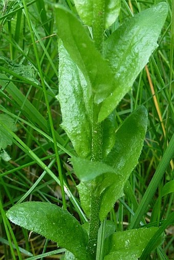 Arabis nemorensis