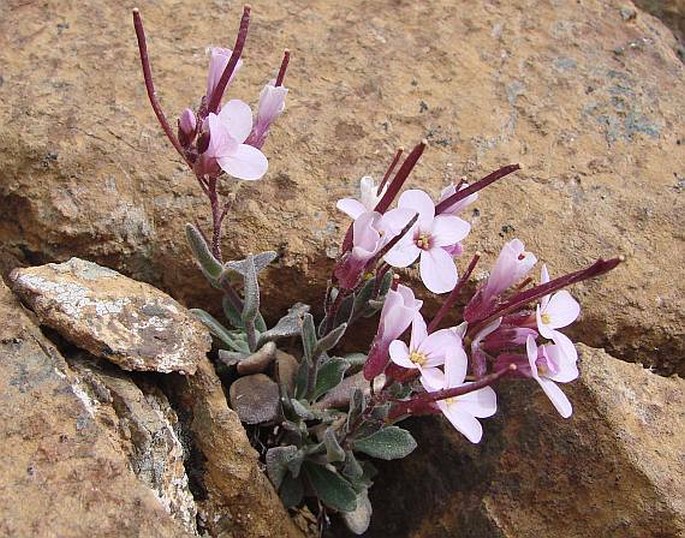 Arabis purpurea