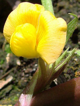 Arachis hypogaea