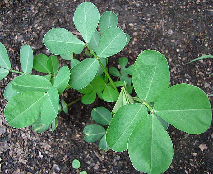 Arachis hypogaea