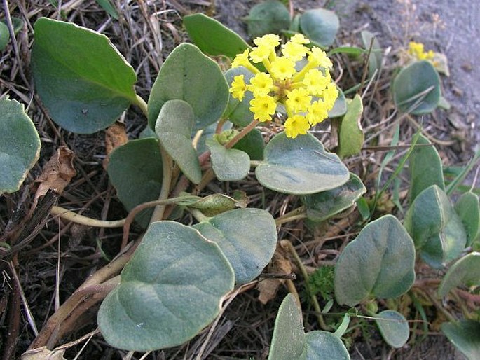 Abronia latifolia