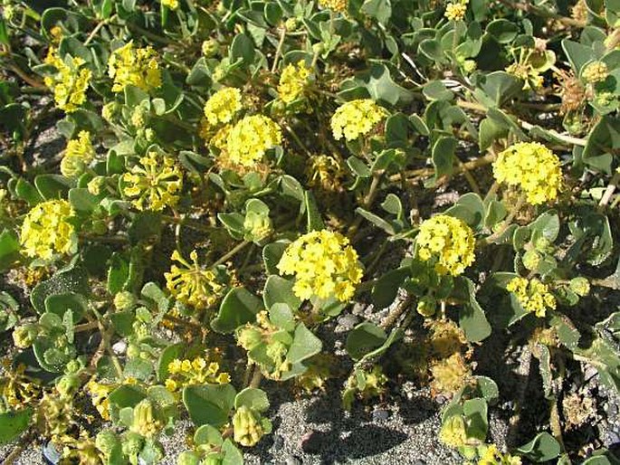 Abronia latifolia