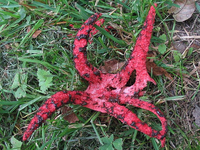 Clathrus archeri