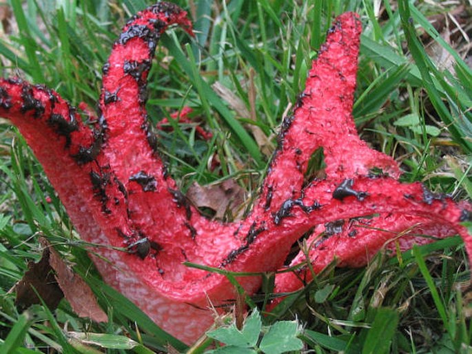 Clathrus archeri