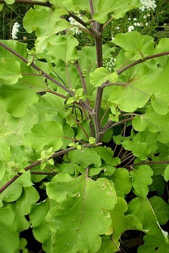 Arctium lappa