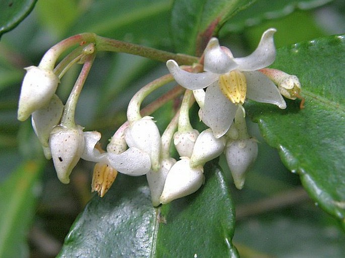 ARDISIA CRENATA Sims – klíman