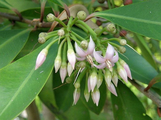 ARDISIA ELLIPTICA Thunb. – klíman