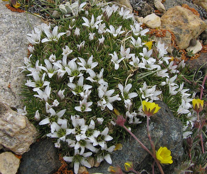 Arenaria bryophylla