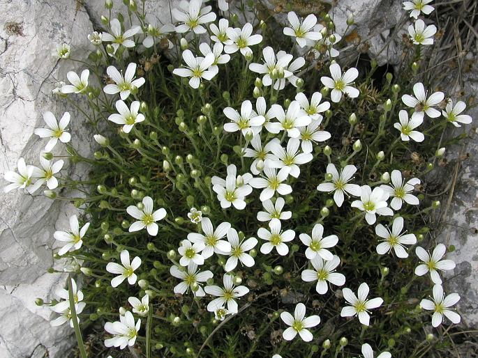 Arenaria grandiflora