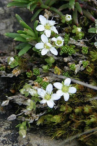 Arenaria tenella