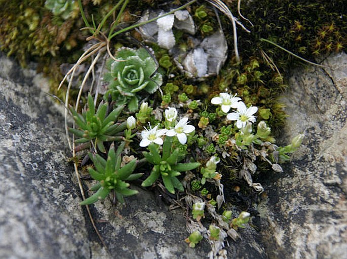 Arenaria tenella