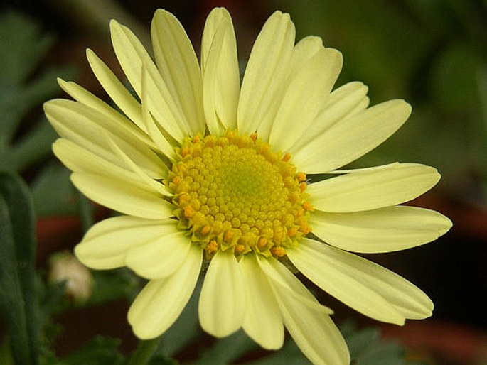 ARGYRANTHEMUM MADERENSE (D. Don.)  Humphries – kopretinovec