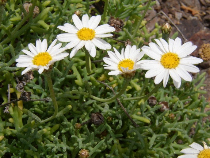 ARGYRANTHEMUM FRUTESCENS (L.) Webb ex Sch. Bip. – kopretinovec dřevnatý