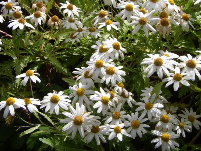 ARGYRANTHEMUM PINNATIFIDUM (L. f.) Lowe – kopretinovec