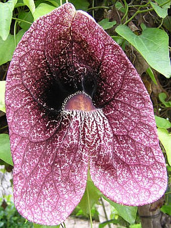 Aristolochia gigantea