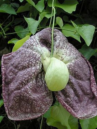 Aristolochia gigantea