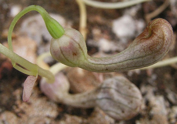 Aristolochia microstoma