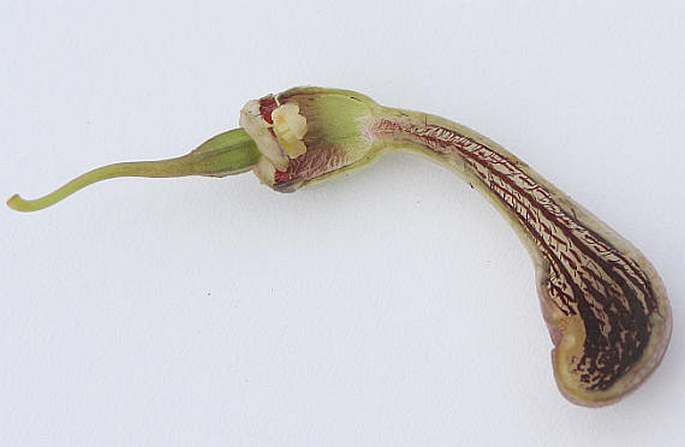 Aristolochia microstoma