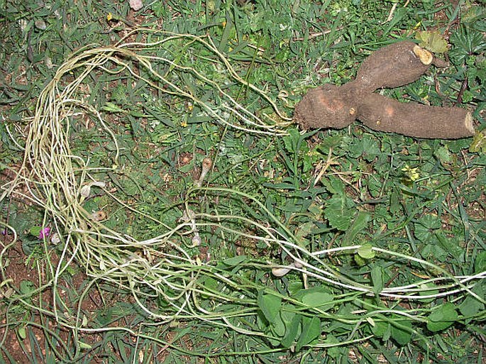 Aristolochia microstoma