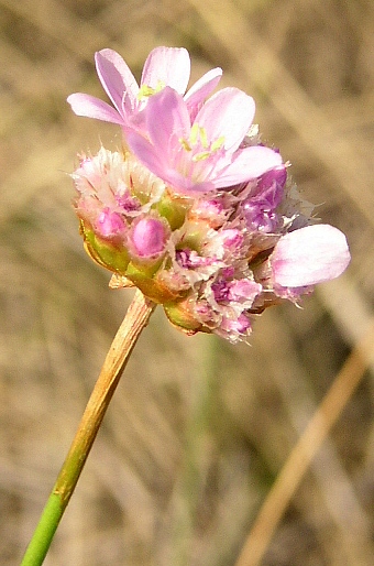 Armeria vulgaris serpentini