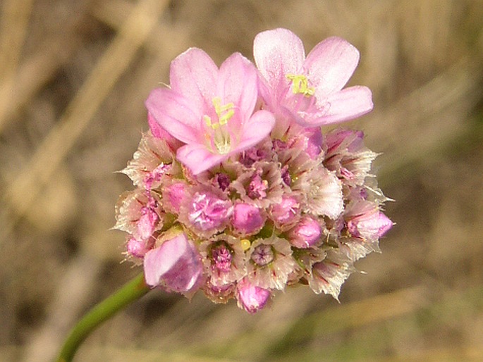 Armeria vulgaris serpentini