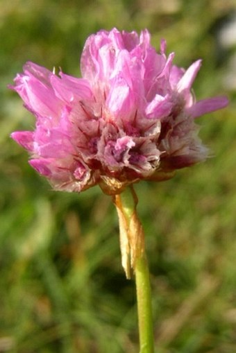 Armeria alpina