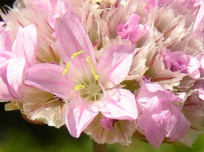 Armeria alpina