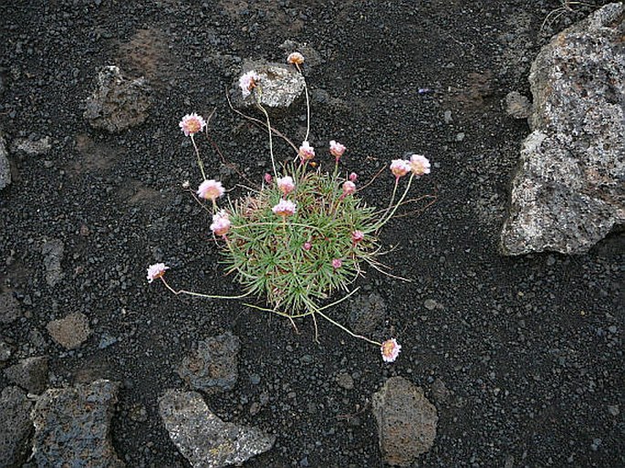 Armeria maritima