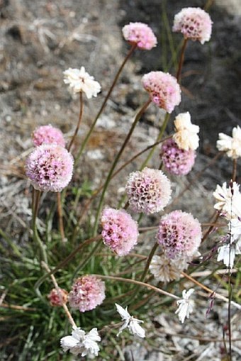 Armeria scabra