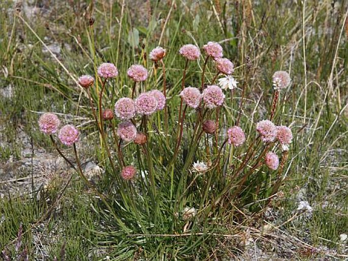 Armeria scabra