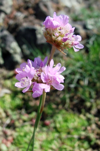 Armeria vulgaris