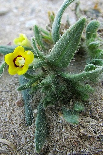 Arnebia decumbens