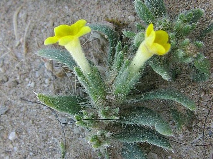 Arnebia decumbens