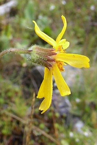 Arnica montana