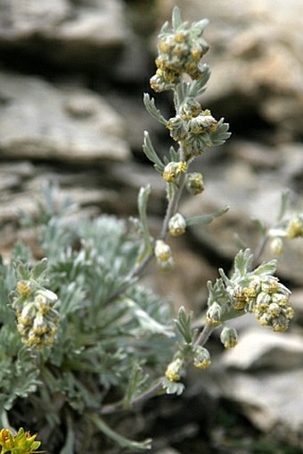 Artemisia eriantha