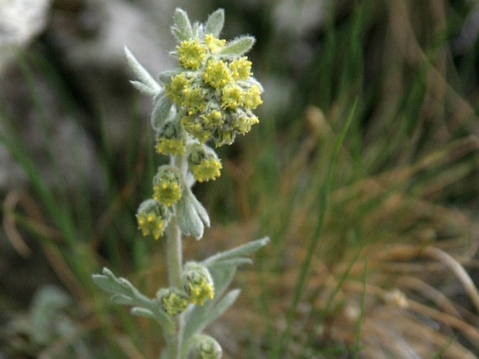 ARTEMISIA ERIANTHA Ten. – pelyněk skalní / palina skalná