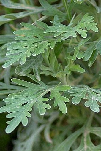 Artemisia gorgonum